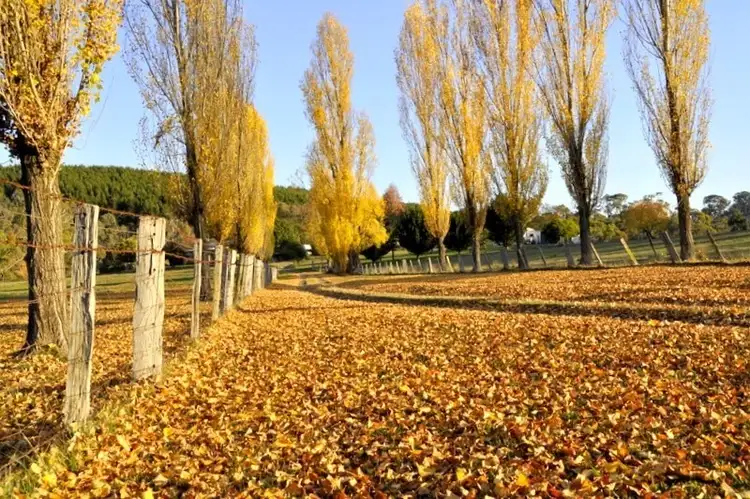 1236 Tooma Road, Tumbarumba NSW 2653