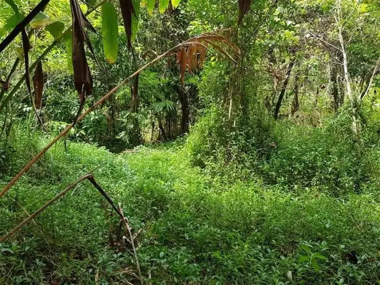 Fourth view of Homely land listing, Lot 34 Cape Tribulation Road, Diwan QLD 4873