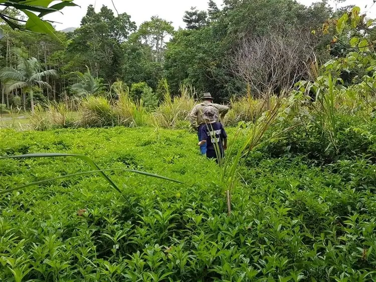 Fifth view of Homely land listing, Lot 34 Cape Tribulation Road, Diwan QLD 4873