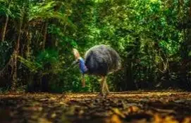 Seventh view of Homely land listing, Lot 34 Cape Tribulation Road, Diwan QLD 4873