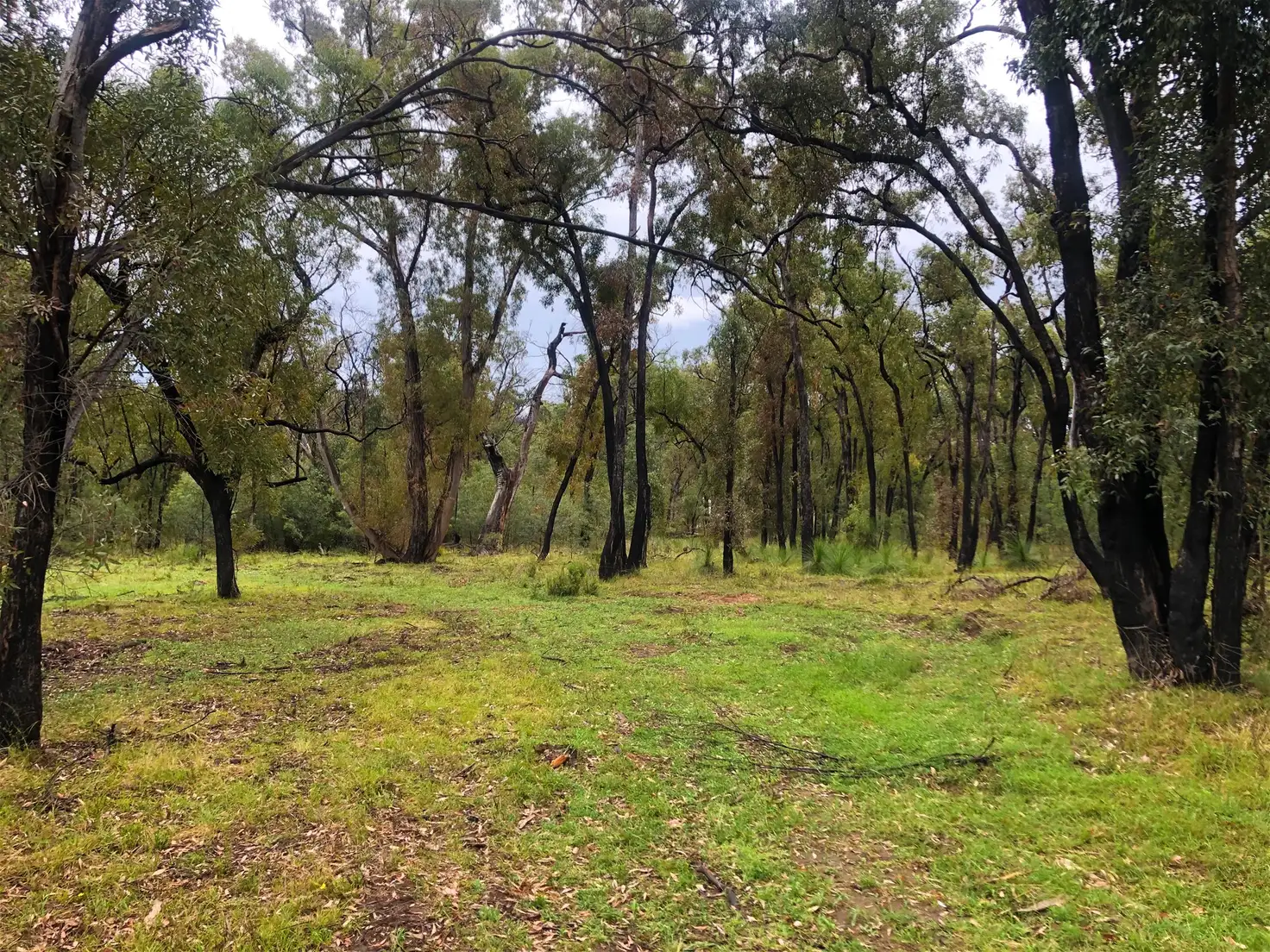 Main view of Homely rural property listing, 550 Cainbil  Road, Coolah NSW 2843