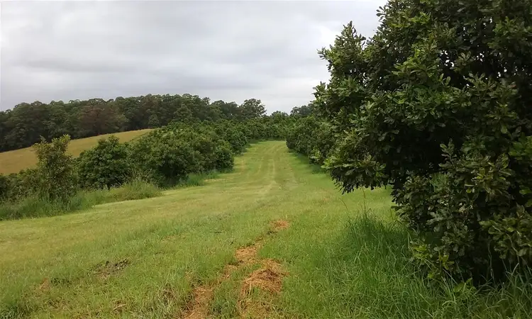 Seventh view of Homely rural property listing, 336 Congarinni Road South, Congarinni NSW 2447