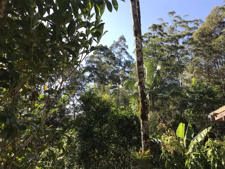 Second view of Homely rural property listing, 904 Blue Knob Road, Nimbin NSW 2480