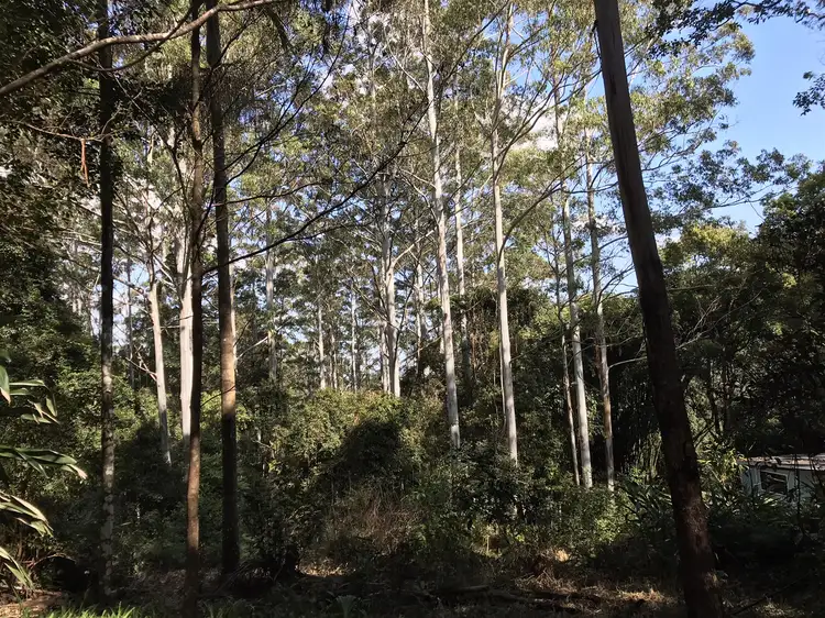 Third view of Homely rural property listing, 904 Blue Knob Road, Nimbin NSW 2480