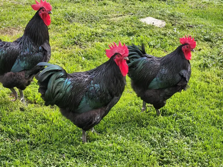 Third view of Homely rural property listing, 566 WINTER ROAD, Girgarre VIC 3624