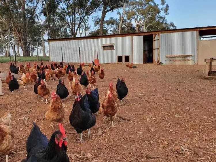 Fifth view of Homely rural property listing, Burrows Road, Woodstock On Loddon VIC 3551