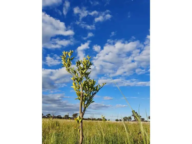 Seventh view of Homely rural property listing, Burrows Road, Woodstock On Loddon VIC 3551