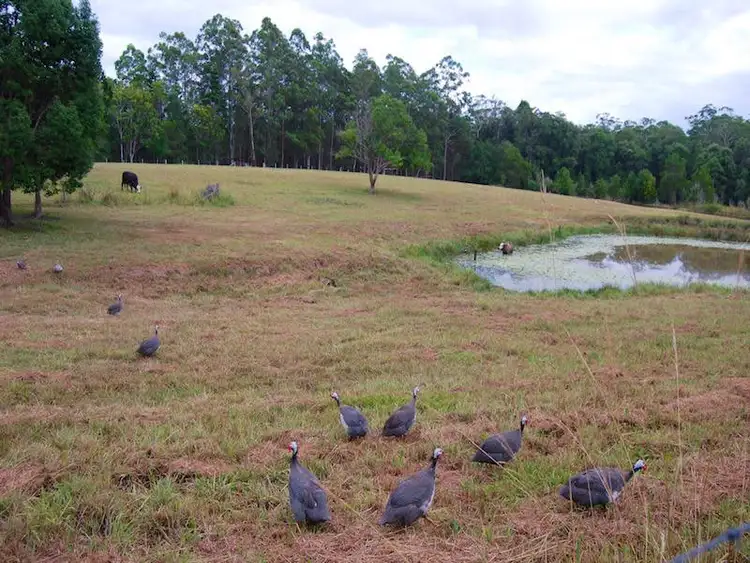 Sixth view of Homely house listing, 101 Gumboil Rd, Lake Macdonald QLD 4563