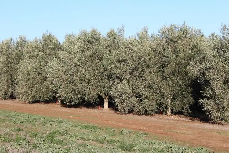 Fourth view of Homely land listing, 2 Ellery Road, Auburn SA 5451