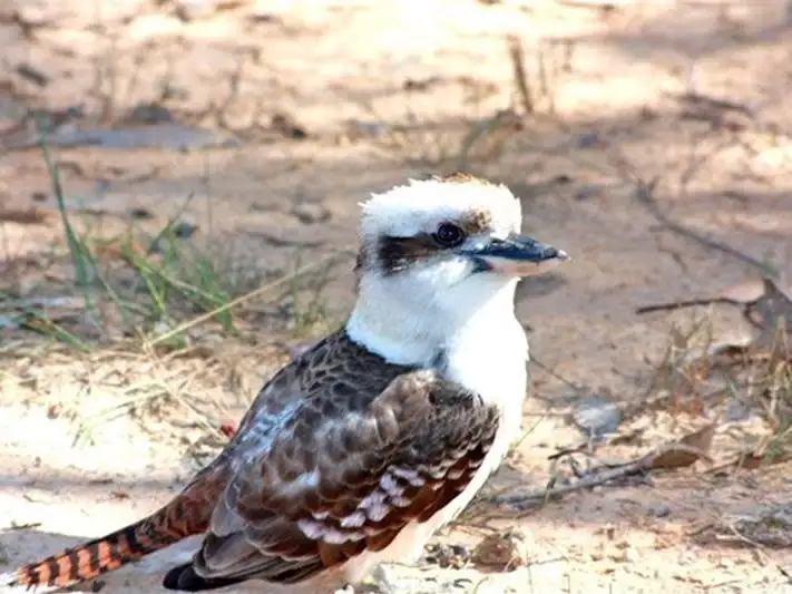 Sixth view of Homely rural property listing, 20 Clearwater Terrace, Mossy Point NSW 2537