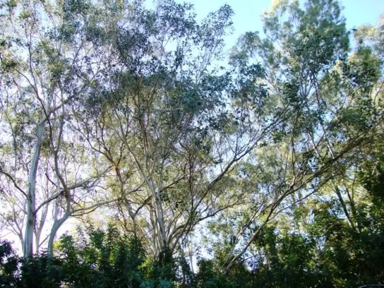 Second view of Homely house listing, 17 Twilight St, Kenmore QLD 4069