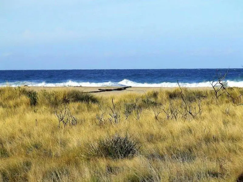 Main view of Homely house listing, 6 Dune Street, Scamander TAS 7215