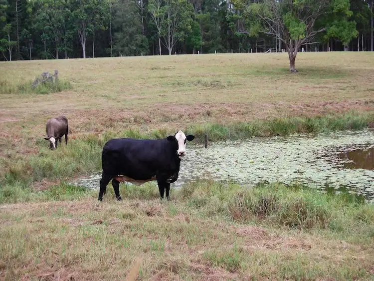 Third view of Homely house listing, 101 Gumboil Rd, Lake Macdonald QLD 4563