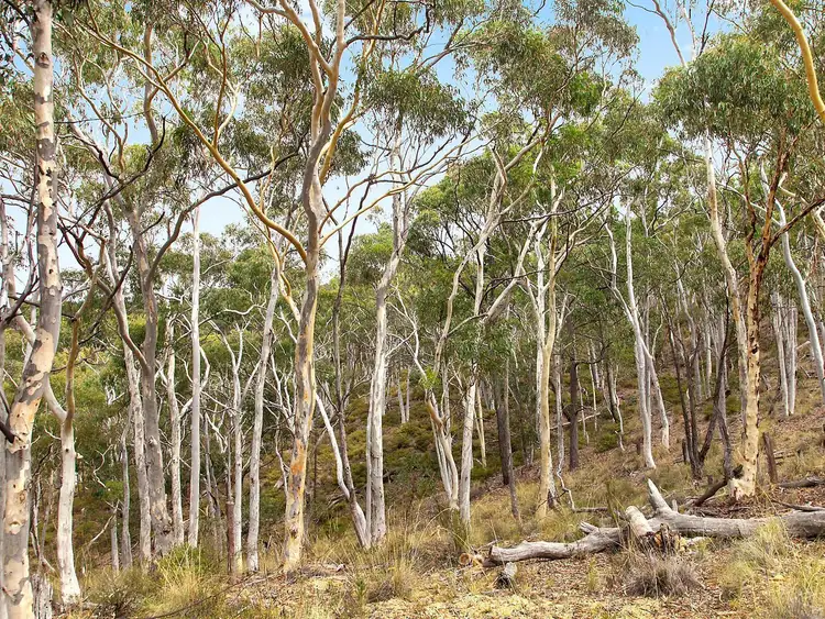 Third view of Homely land listing, Lot 218 Beralston Road, Gundaroo NSW 2620