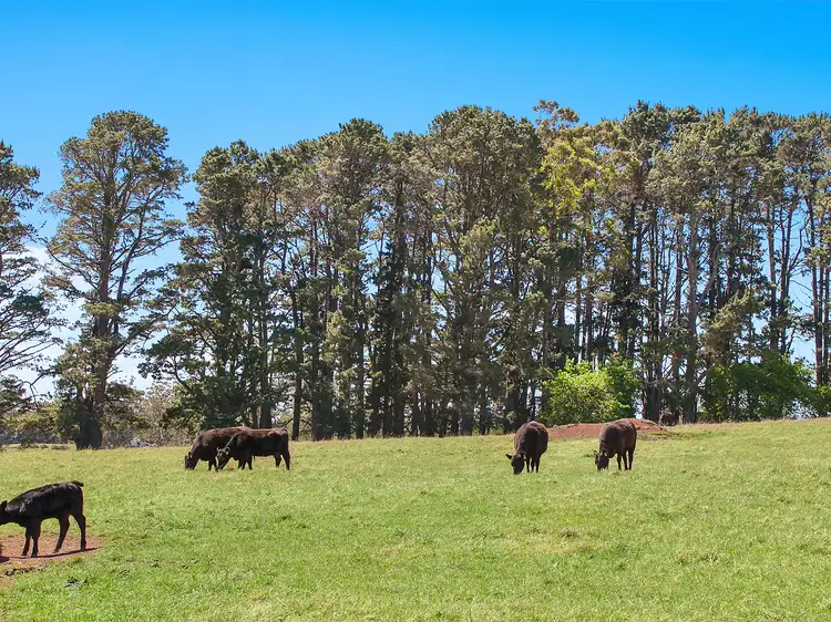 Main view of Homely rural property listing, 244 Bundanoon Road, Exeter NSW 2579