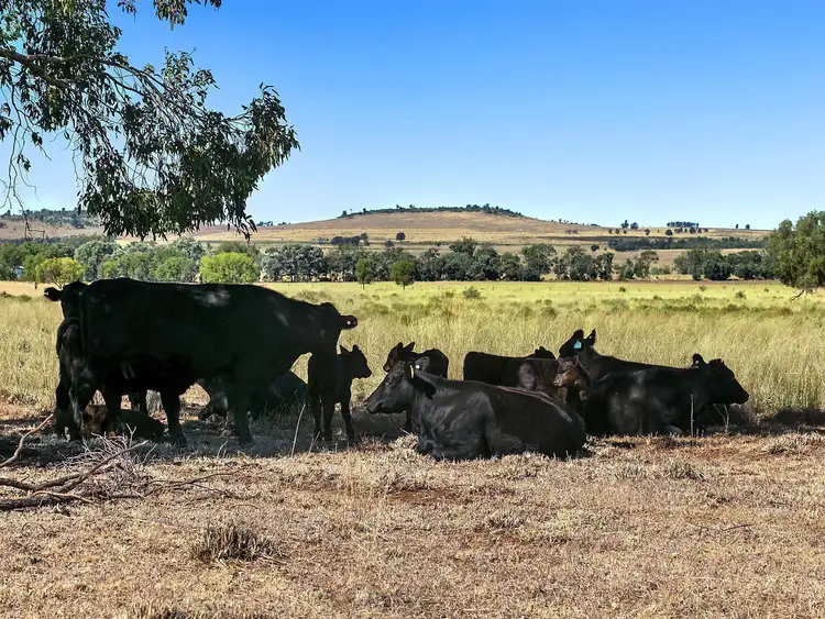 Seventh view of Homely rural property listing, 101 Bunya Mountains Road, Kaimkillenbun QLD 4406