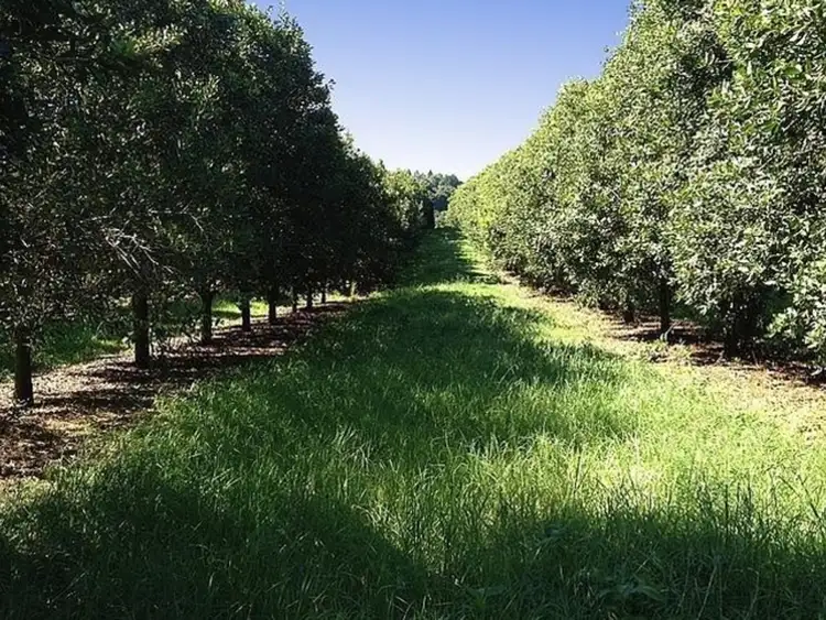 Sixth view of Homely rural property listing, 738 Cowlong Road, Mcleans Ridges NSW 2480