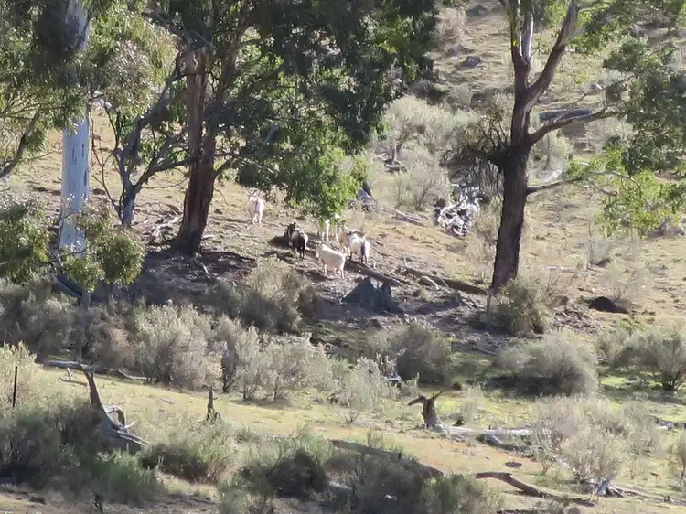 Fourth view of Homely rural property listing, 1092 Aarons Pass Road, Mudgee NSW 2850