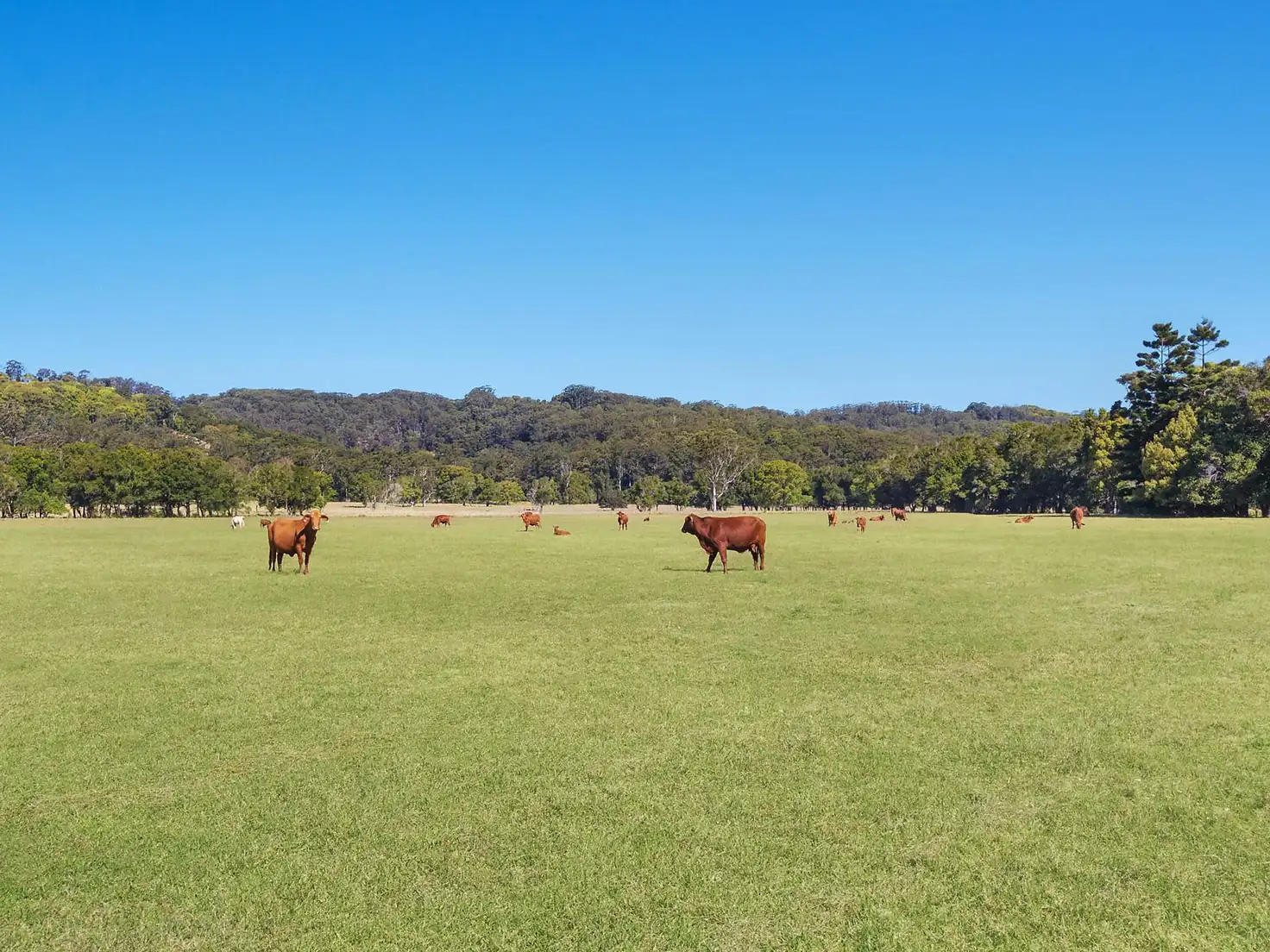 Main view of Homely house listing, 142 Bartletts Lane, Meerschaum Vale NSW 2477