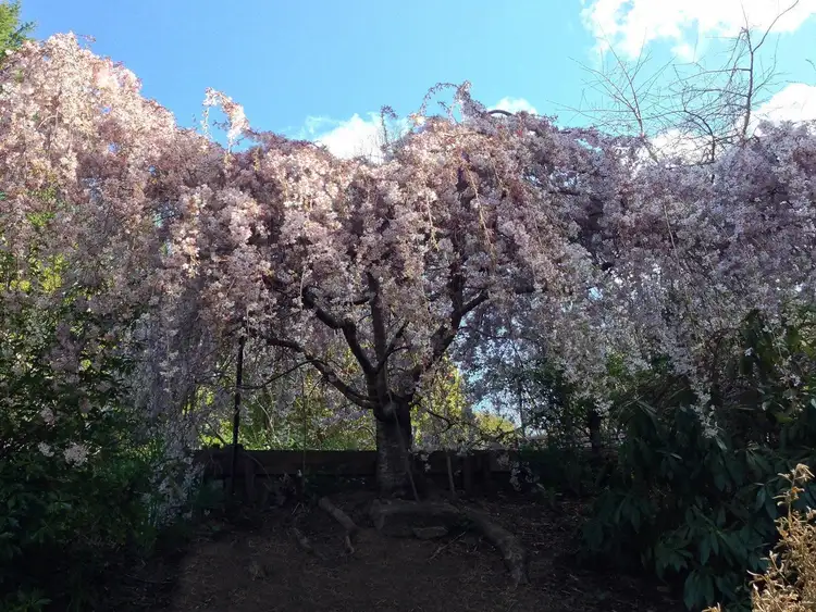 Sixth view of Homely house listing, 7 Denman Parade, Leura NSW 2780