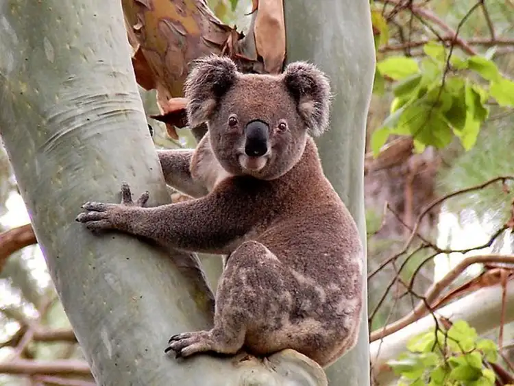 Sixth view of Homely house listing, 441 Sneaths Road, Alstonvale NSW 2477