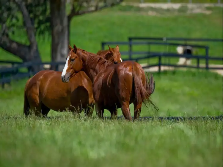 Third view of Homely rural property listing, Lot 17 1030 Currumbin Creek 'Rockpools Estate' Road, Currumbin Valley QLD 4223