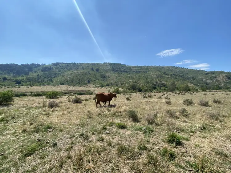 Second view of Homely rural property listing, 1133 Ropeley-Rockside Road, Rockside QLD 4343