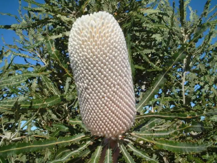 Third view of Homely land listing, 266 (L266) Zendora Road, Jurien Bay WA 6516