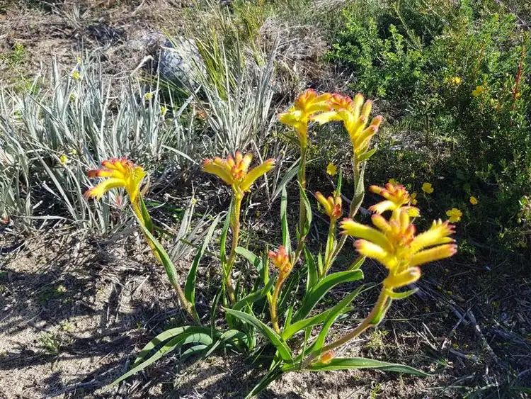 Third view of Homely land listing, 67 River Loop, Jurien Bay WA 6516