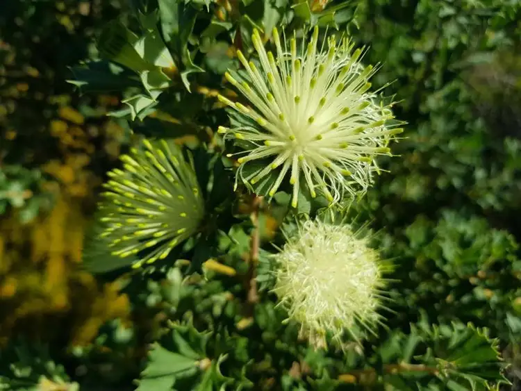 Fourth view of Homely land listing, 67 River Loop, Jurien Bay WA 6516
