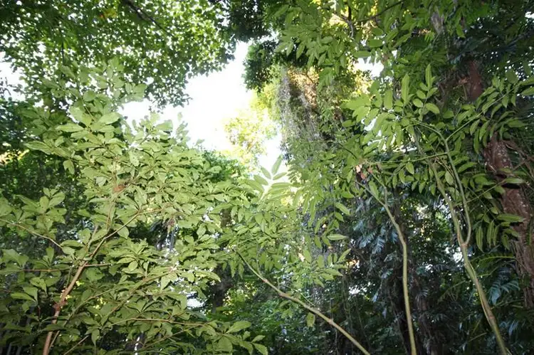 Main view of Homely land listing, LOT 64/9 Bicton Close, Bingil Bay QLD 4852