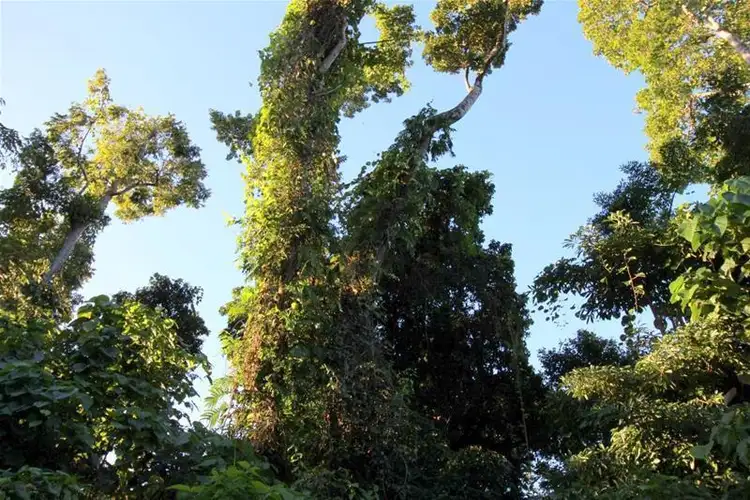 Third view of Homely land listing, LOT 64/9 Bicton Close, Bingil Bay QLD 4852