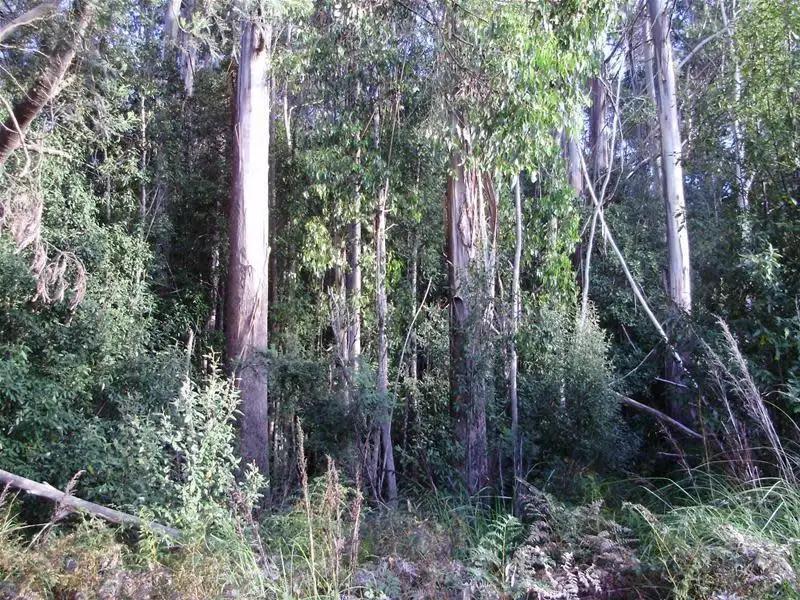 Main view of Homely land listing, LOT 1 Tobys Hill Road, Cygnet TAS 7112
