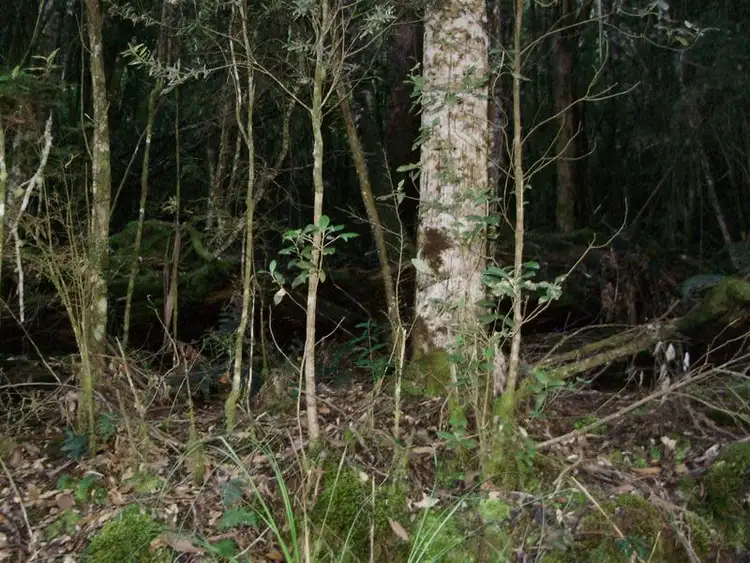 Third view of Homely land listing, LOT 1 Tobys Hill Road, Cygnet TAS 7112