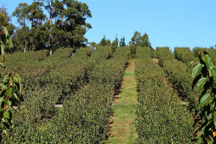 Lot 1 Sandhill Road, Cradoc TAS 7109