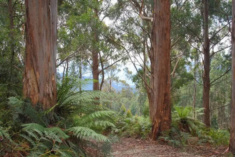 Main view of Homely land listing, Lot/1 Hills Road, Franklin TAS 7113