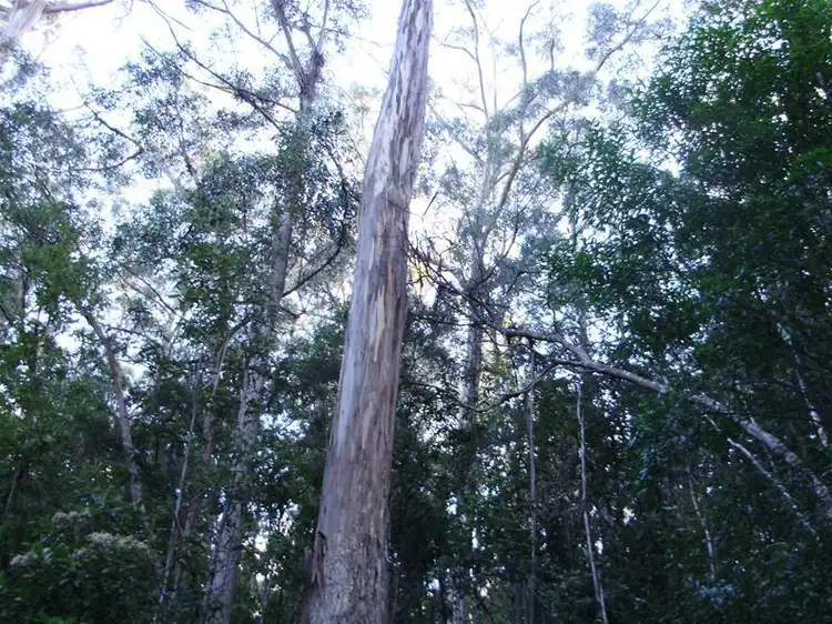 LOT 2 Tobys Hill Road, Cygnet TAS 7112