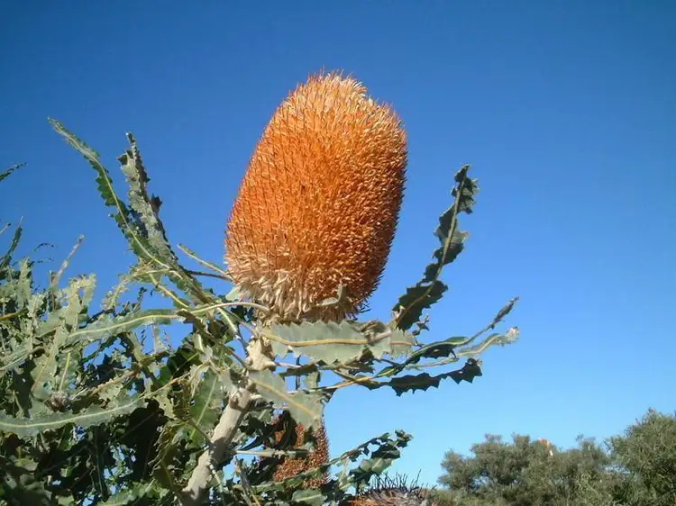 Third view of Homely land listing, Lot 16 Wren Way, Jurien Bay WA 6516