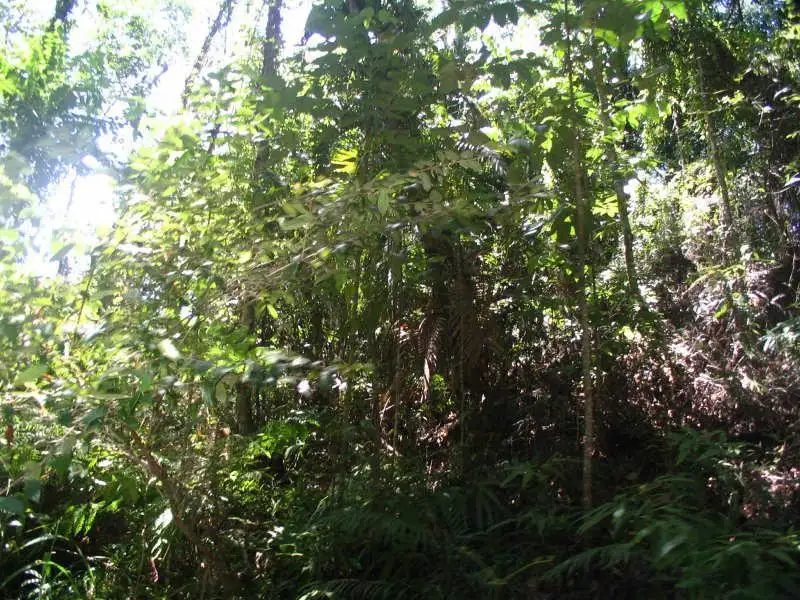 Main view of Homely land listing, LOT 402/Lot 402 Granadilla Road, Granadilla QLD 4855