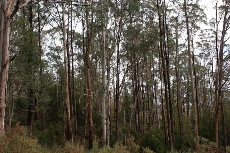 Lot 2 Pumicestone Road, Deloraine TAS 7304