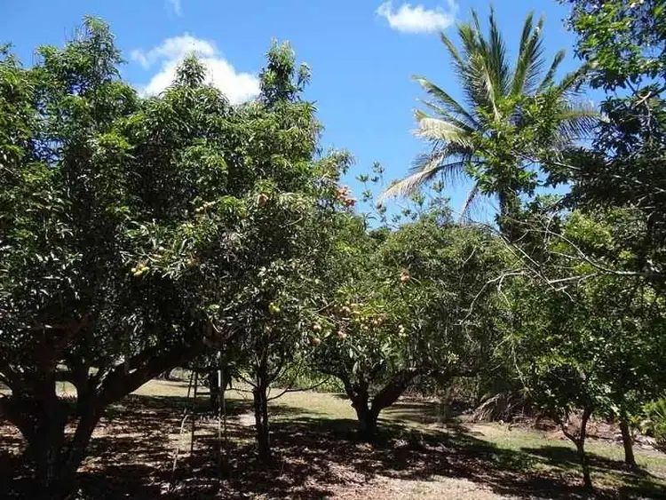 Sixth view of Homely house listing, 3 Mena Creek Road Creek, QLD Road, Mena Creek QLD 4871