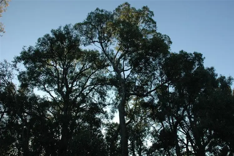 Seventh view of Homely land listing, 39 Heath Road, Roleystone WA 6111