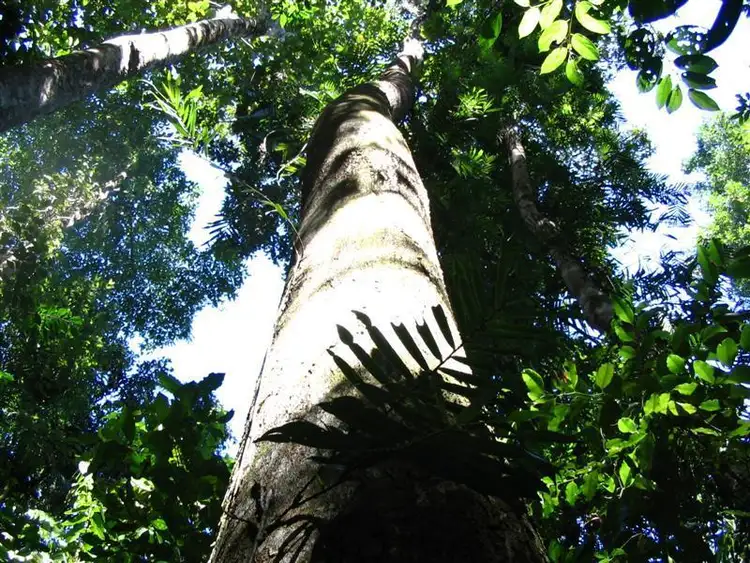 Fourth view of Homely land listing, LOT 22/22 Bingil Bay Road, Garners Beach QLD 4852