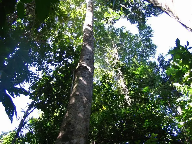 Fifth view of Homely land listing, LOT 22/22 Bingil Bay Road, Garners Beach QLD 4852