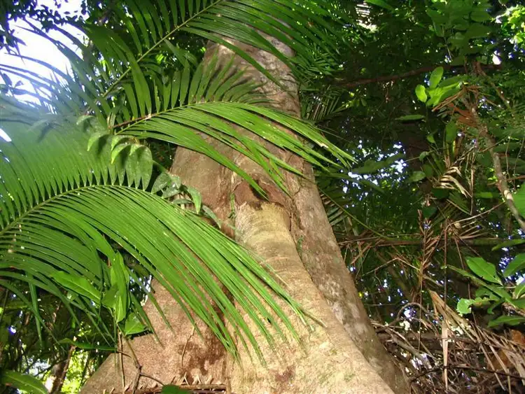 Sixth view of Homely land listing, LOT 22/22 Bingil Bay Road, Garners Beach QLD 4852