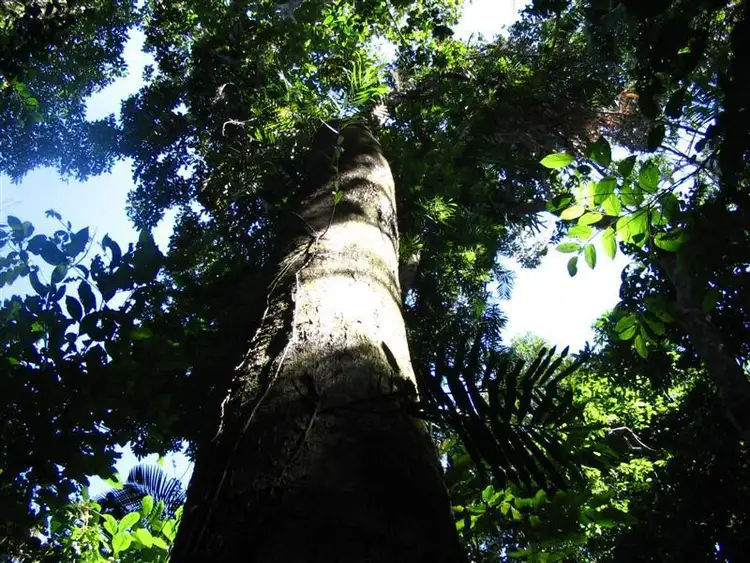 Seventh view of Homely land listing, LOT 22/22 Bingil Bay Road, Garners Beach QLD 4852