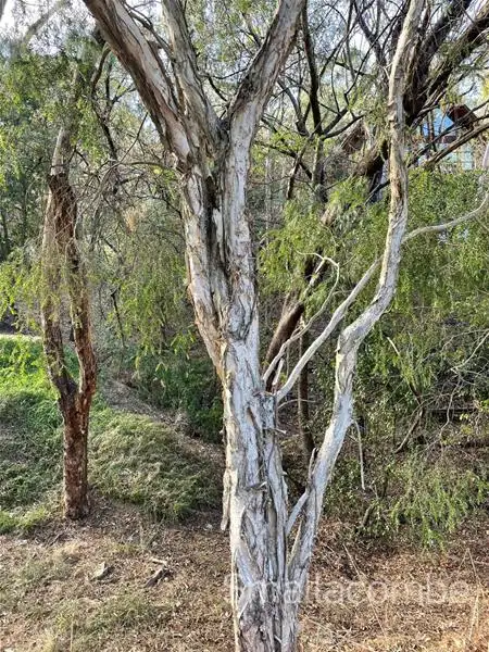 Third view of Homely land listing, 50 Gum Grove, Belair SA 5052