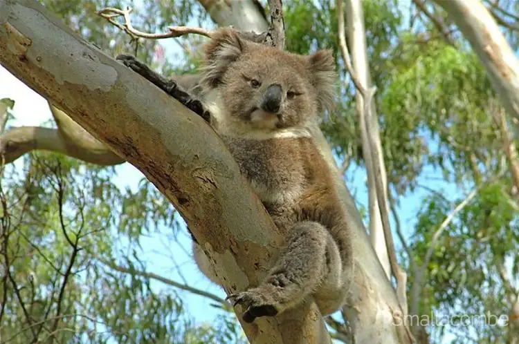 Fifth view of Homely land listing, 50 Gum Grove, Belair SA 5052