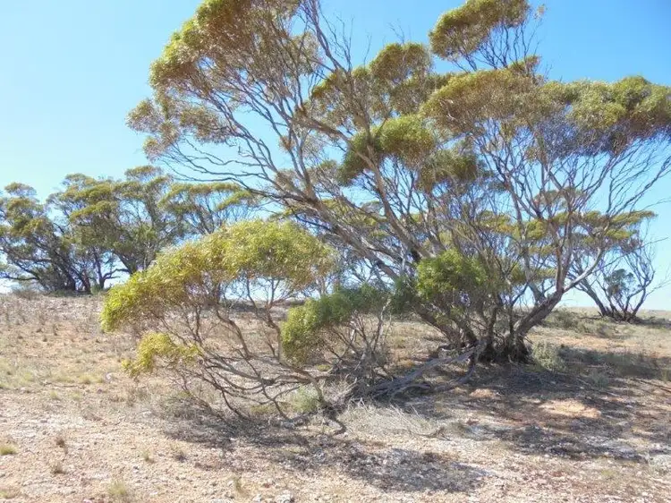 Seventh view of Homely land listing, 502 Schache Road, Younghusband SA 5238
