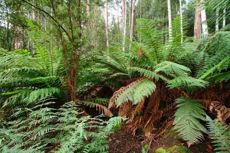 Second view of Homely land listing, 151 Lloyds Road, Franklin TAS 7113